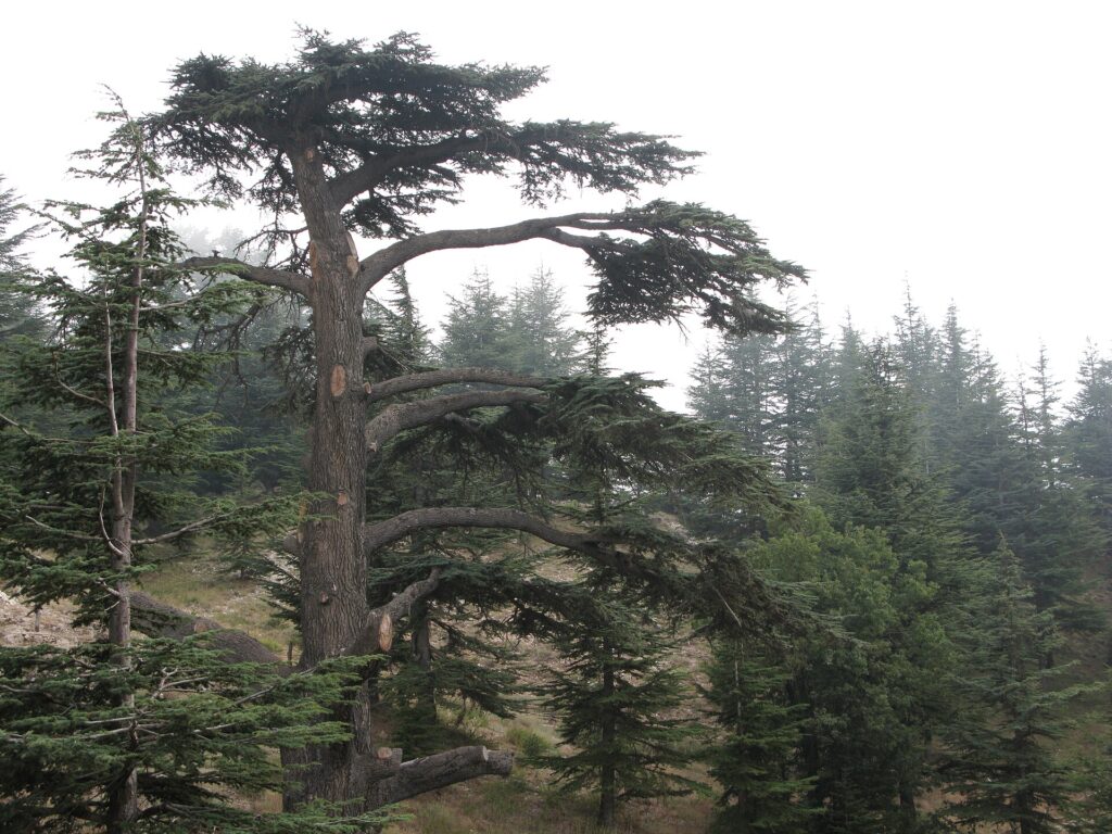 شجرة أرز في غابة أرز الرب بلبنان